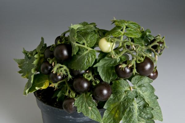 purple tomatoes high in anthocyanins purple tomatoes high in anthocyanins